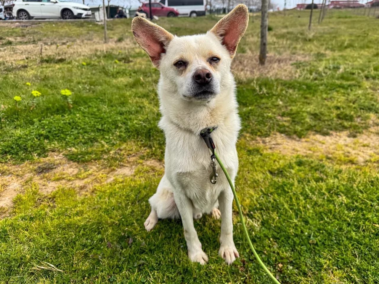 Turşu Melez Köpek fotoğrafı