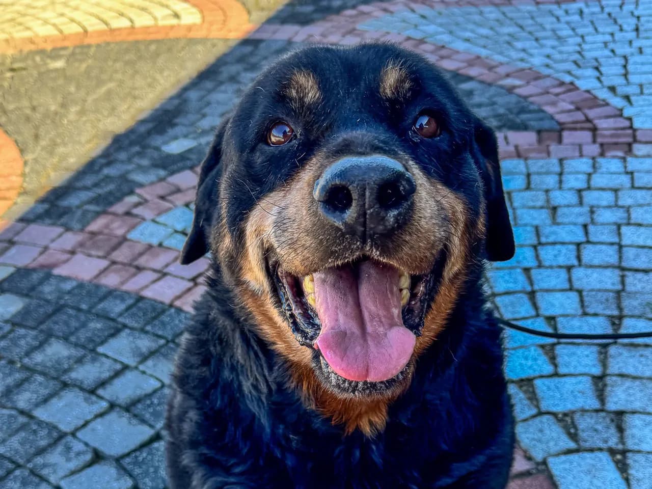 Lina Melez Köpek fotoğrafı