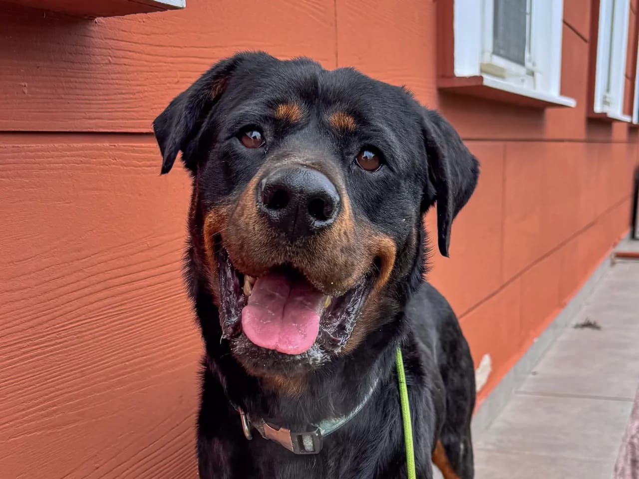 Rocky Melez Köpek fotoğrafı