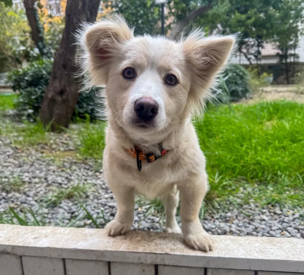 İrmik Melez Köpek fotoğrafı