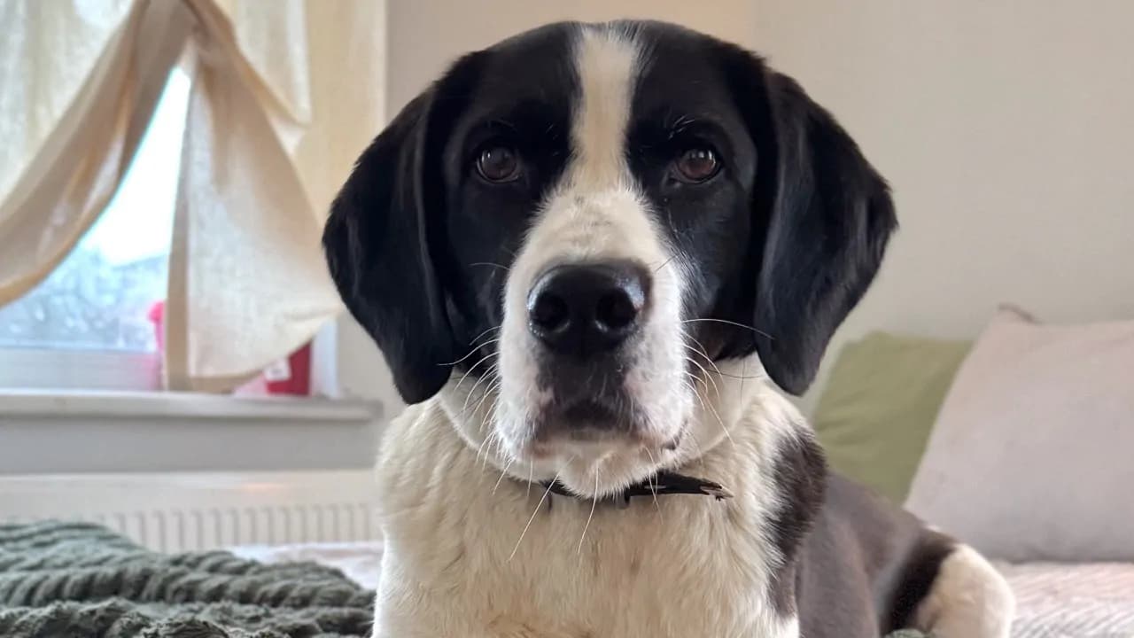 Şubat Melez Köpek fotoğrafı