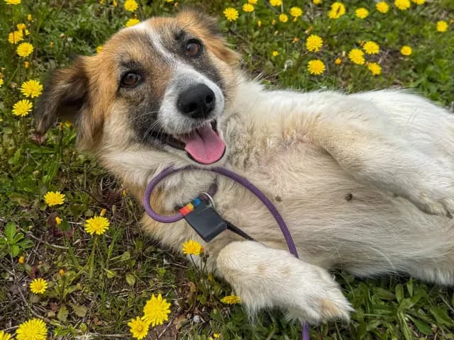 Rasha Melez Köpek fotoğrafı