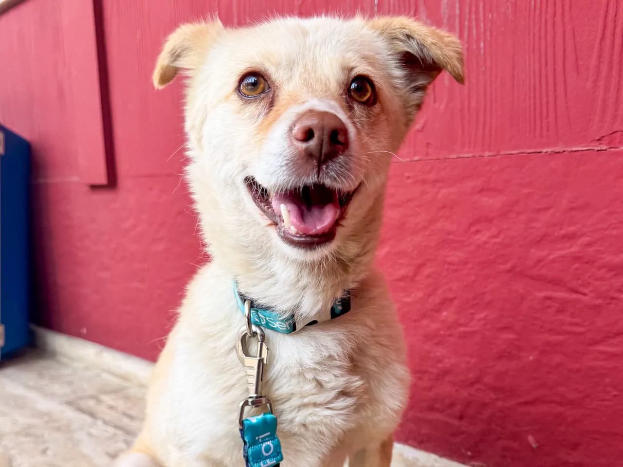 Nohut Melez Köpek fotoğrafı