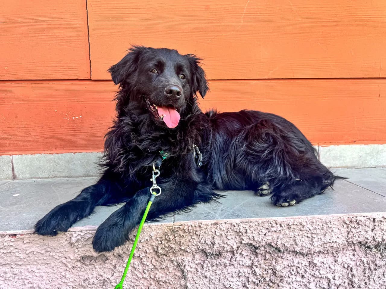 Kiki Melez Köpek fotoğrafı