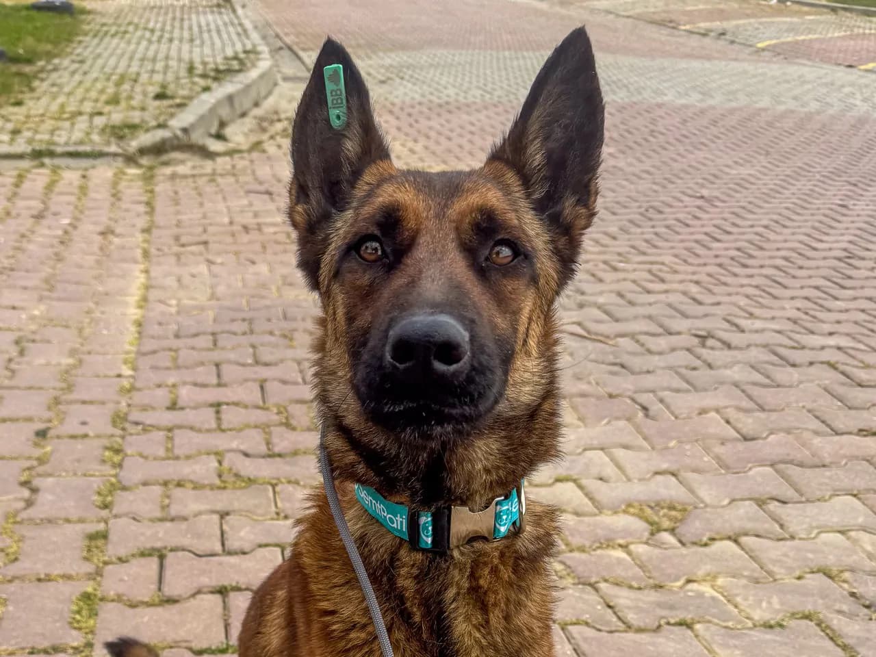 Rozi Melez Köpek fotoğrafı