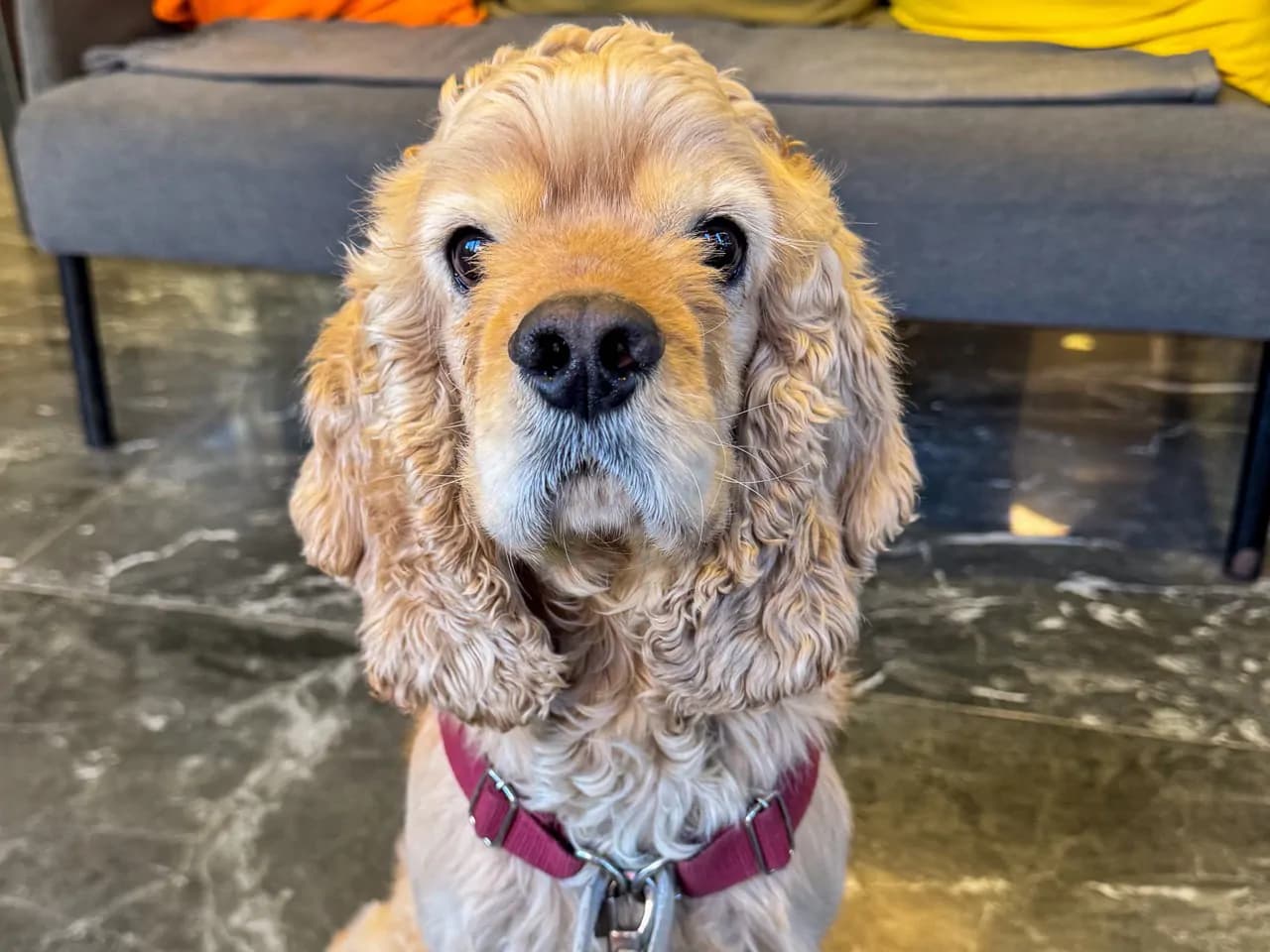 Prens Amerikan Cocker Köpek fotoğrafı