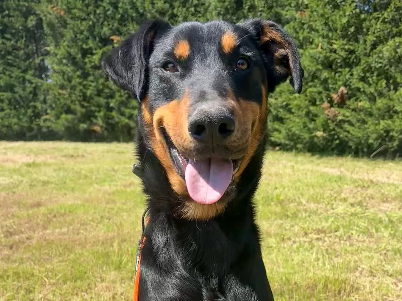 Kuzey Melez Köpek fotoğrafı