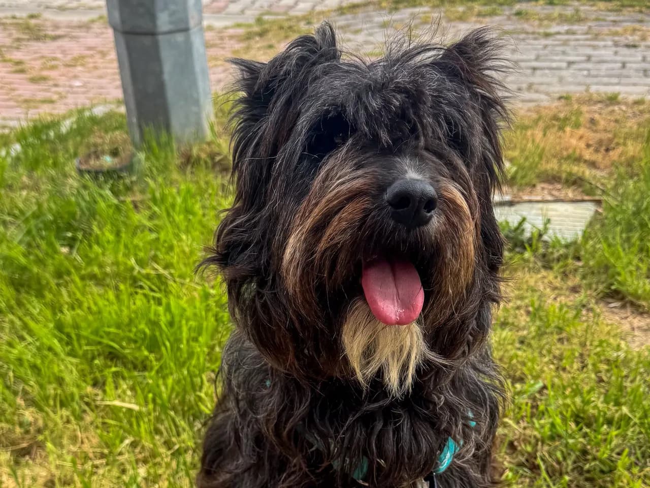Telve Melez Köpek fotoğrafı