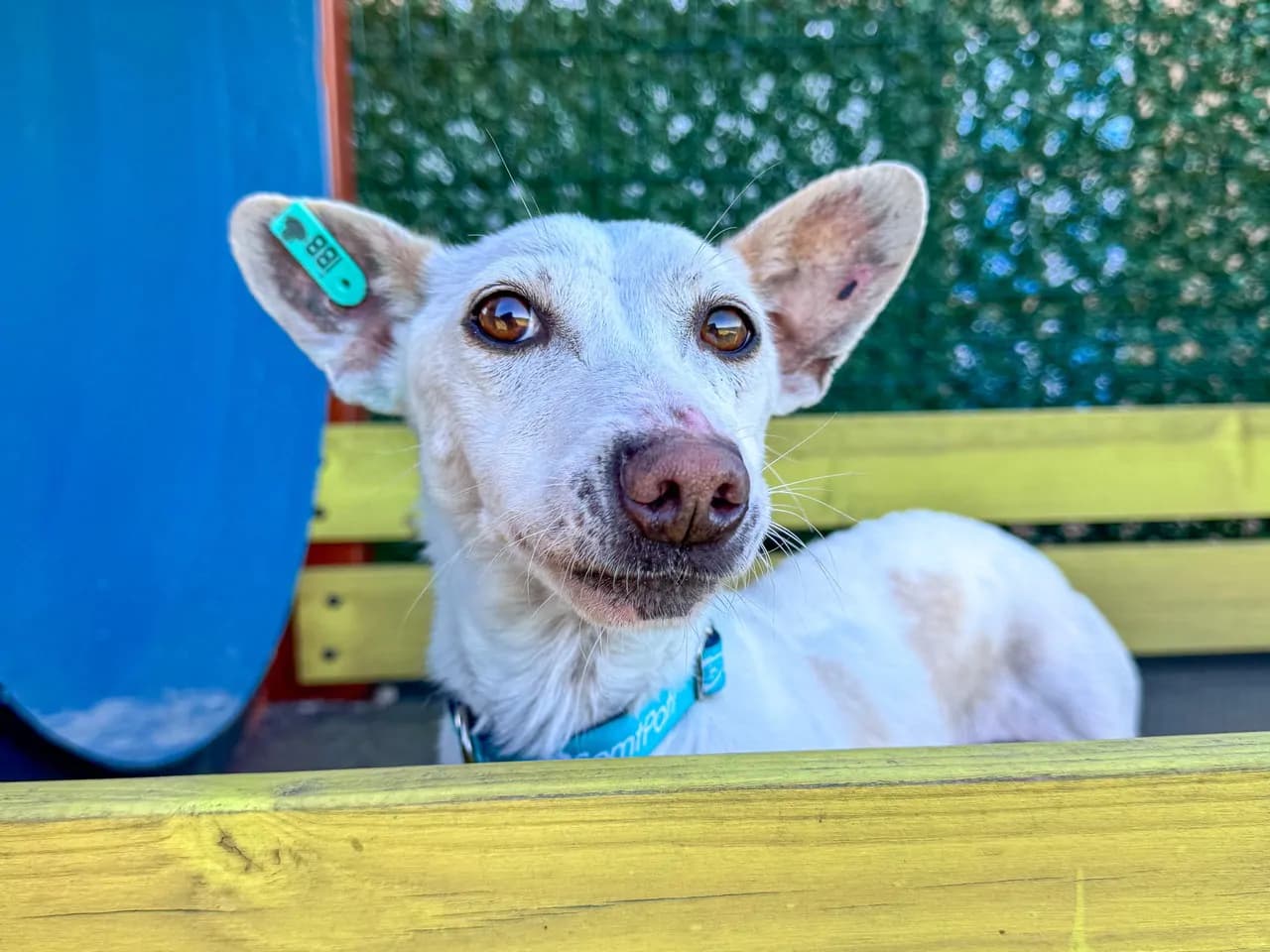Boncuk Melez Köpek fotoğrafı