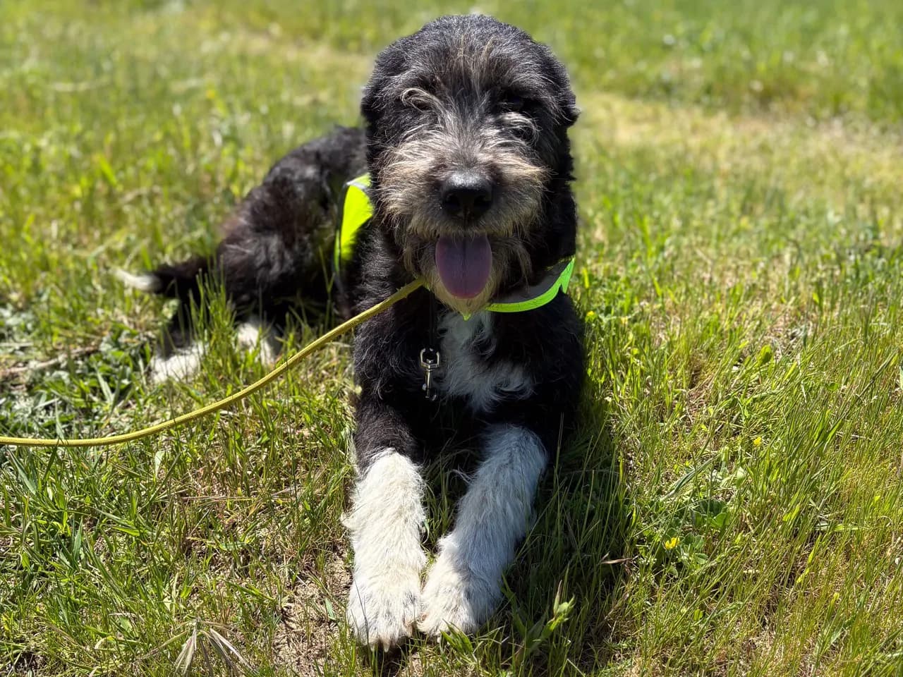 Helva Melez Köpek fotoğrafı