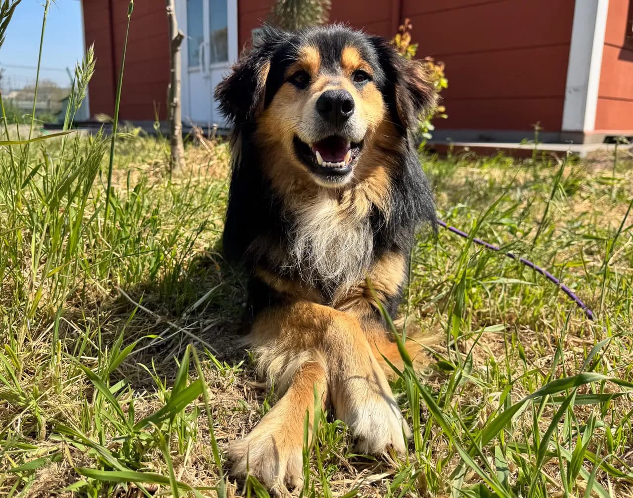 Robin Melez Köpek fotoğrafı