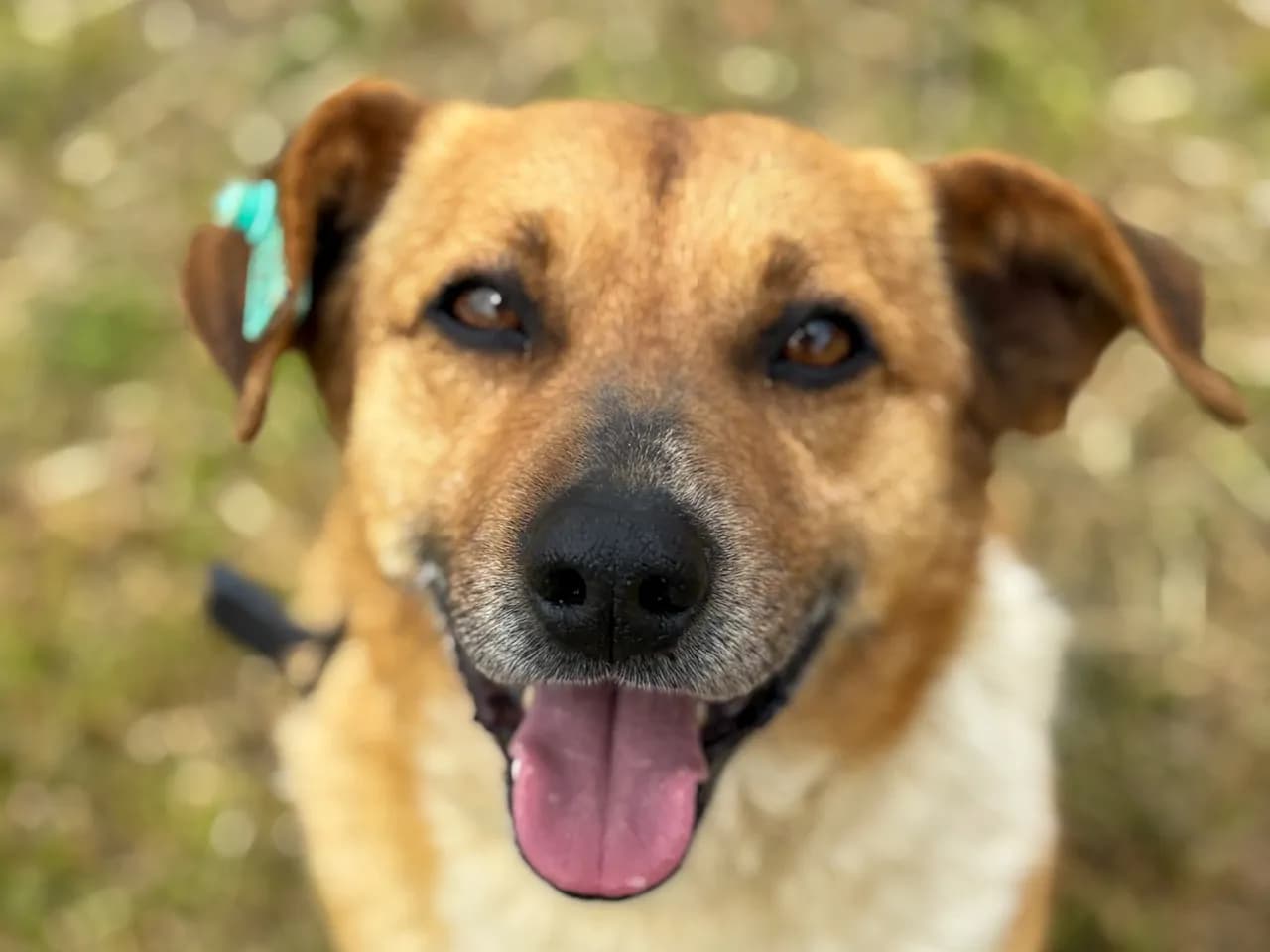 Rufi Melez Köpek fotoğrafı