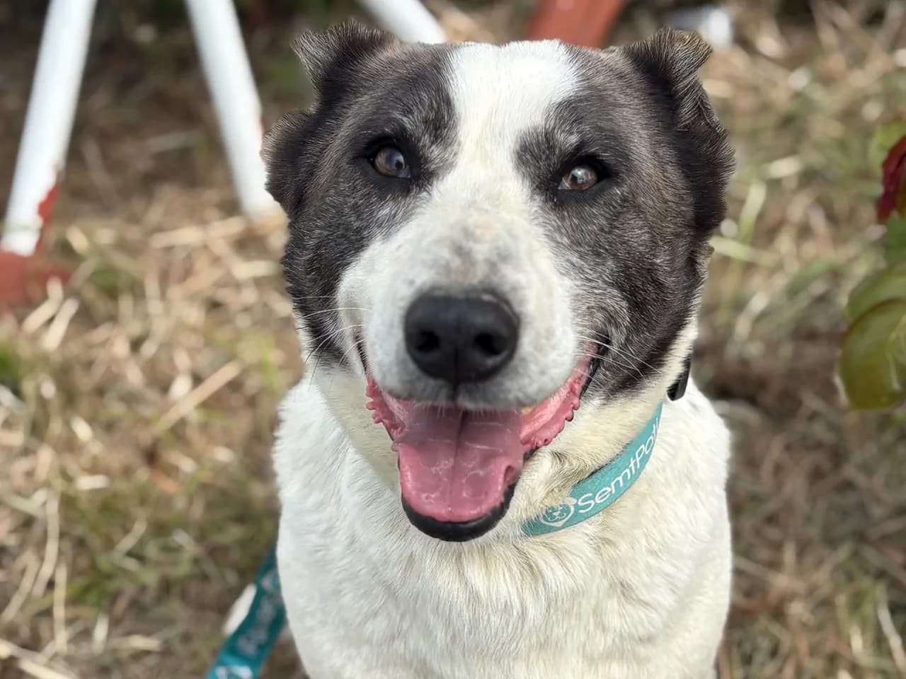 Muhtar Melez Köpek fotoğrafı
