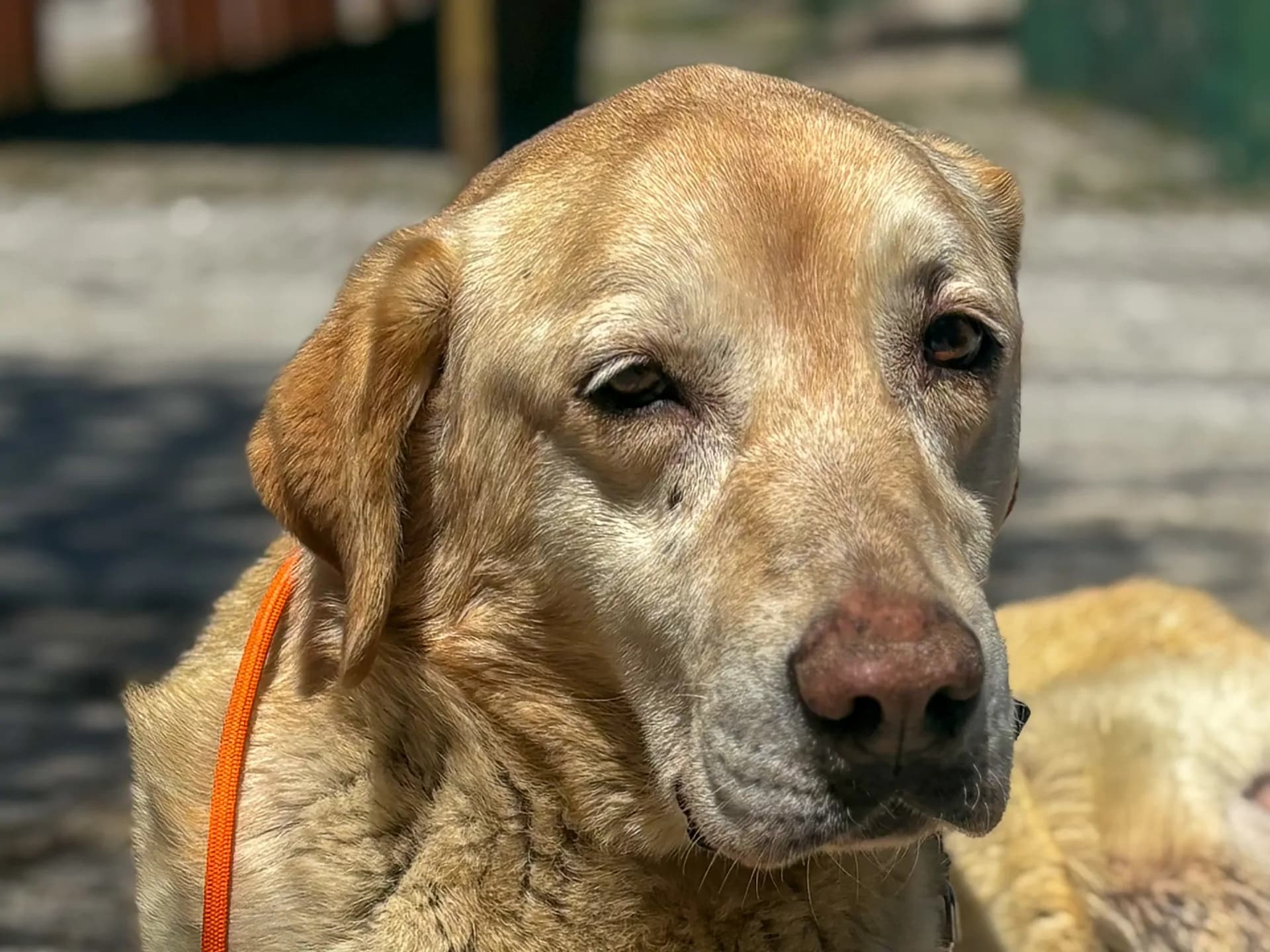 Mila Melez Köpek fotoğrafı
