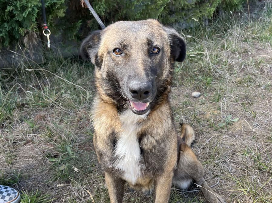 Anika Melez Köpek fotoğrafı