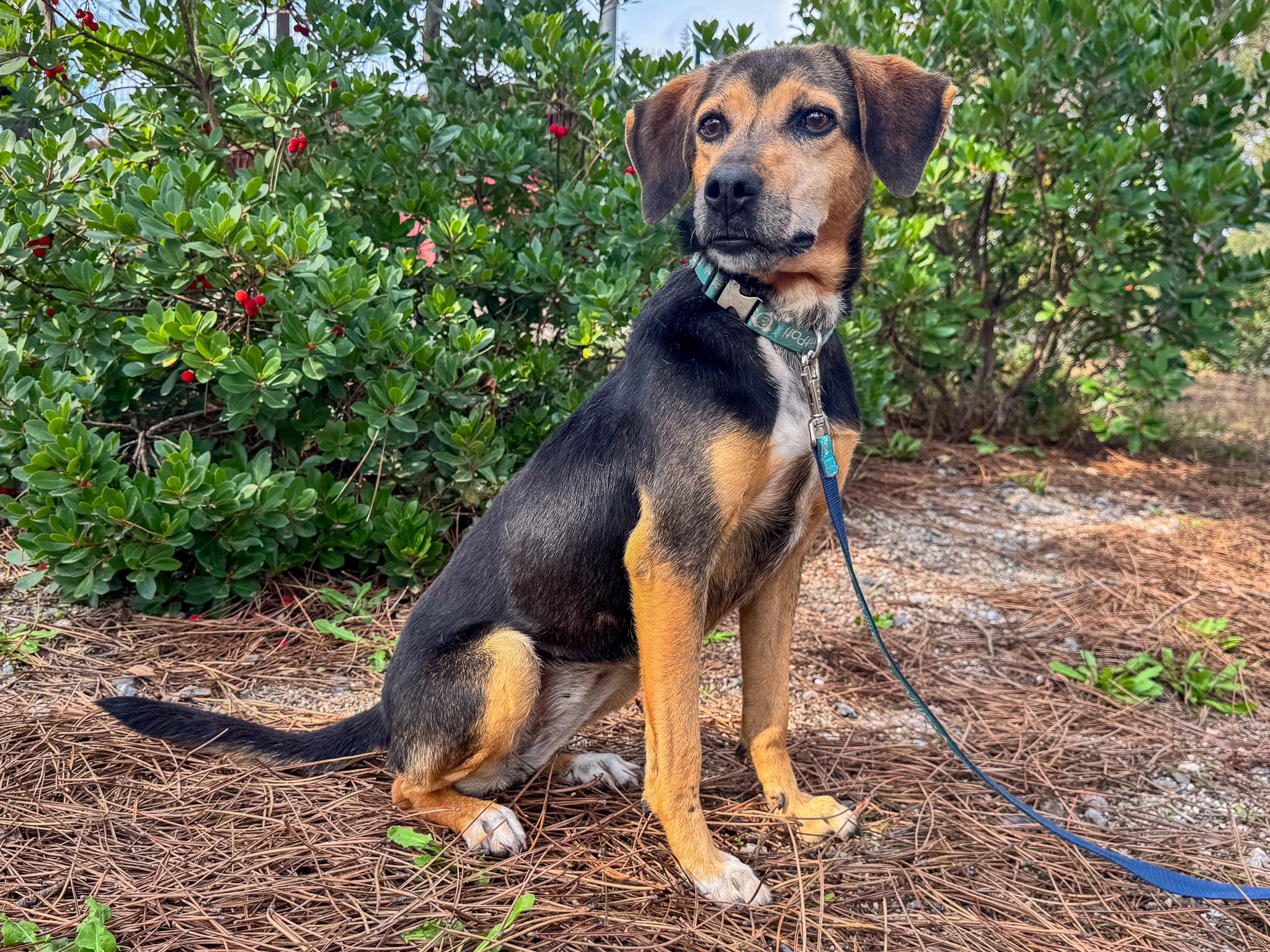Lucy Melez Köpek fotoğrafı