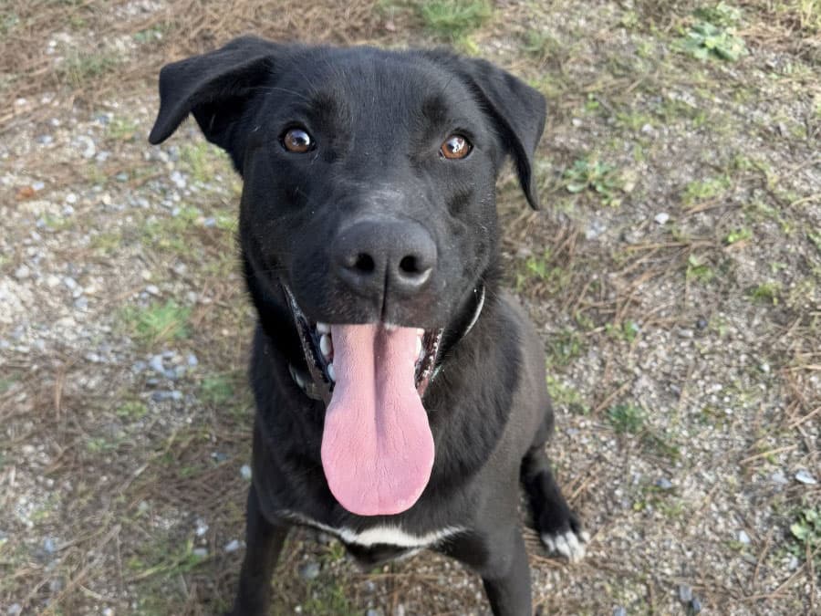 Sirius Melez Köpek fotoğrafı