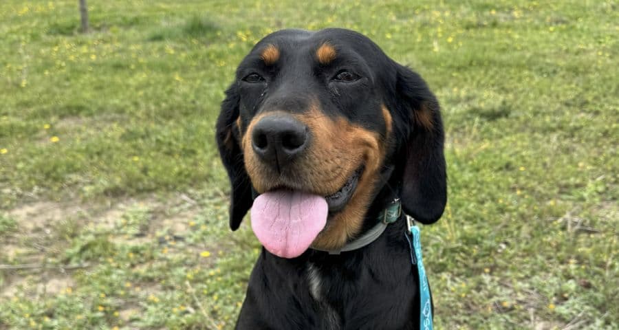 Bitter Melez Köpek fotoğrafı