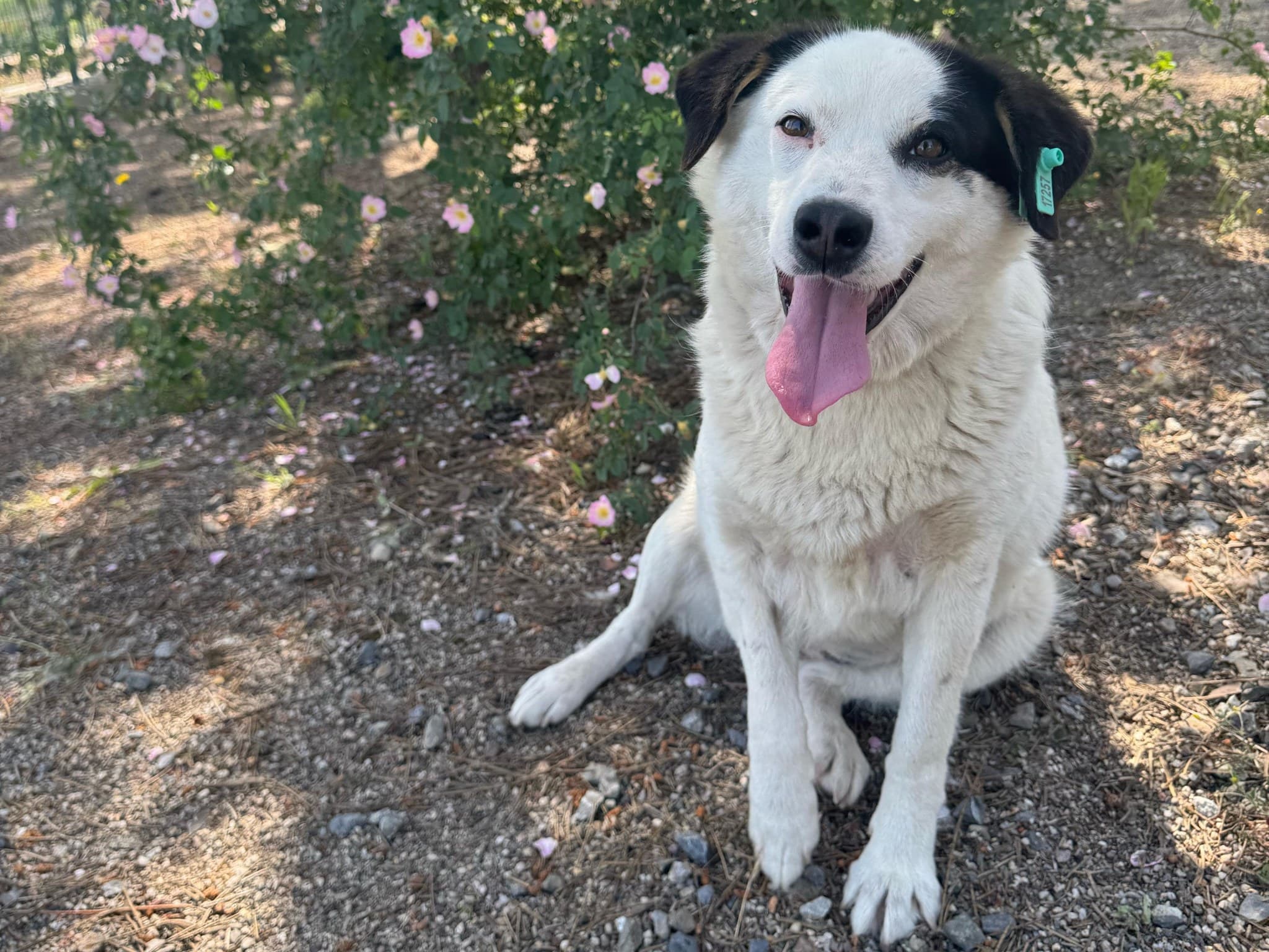 Prenses Melez Köpek fotoğrafı