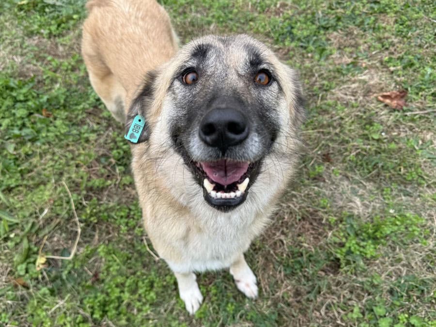 Bee Melez Köpek fotoğrafı