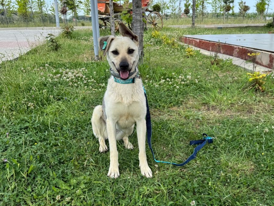 Audrey Melez Köpek fotoğrafı