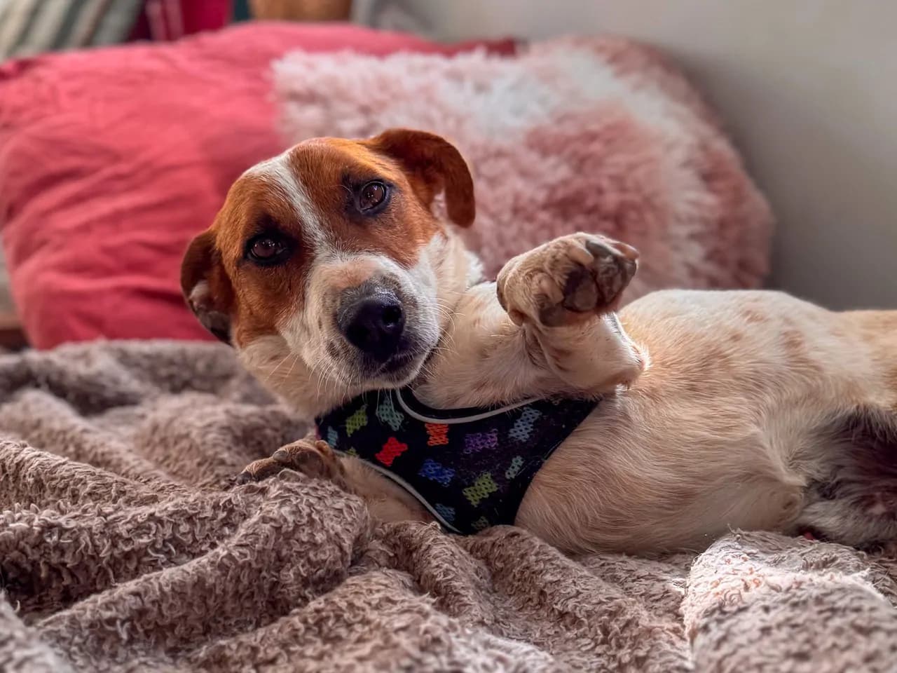 Billie Melez Köpek fotoğrafı