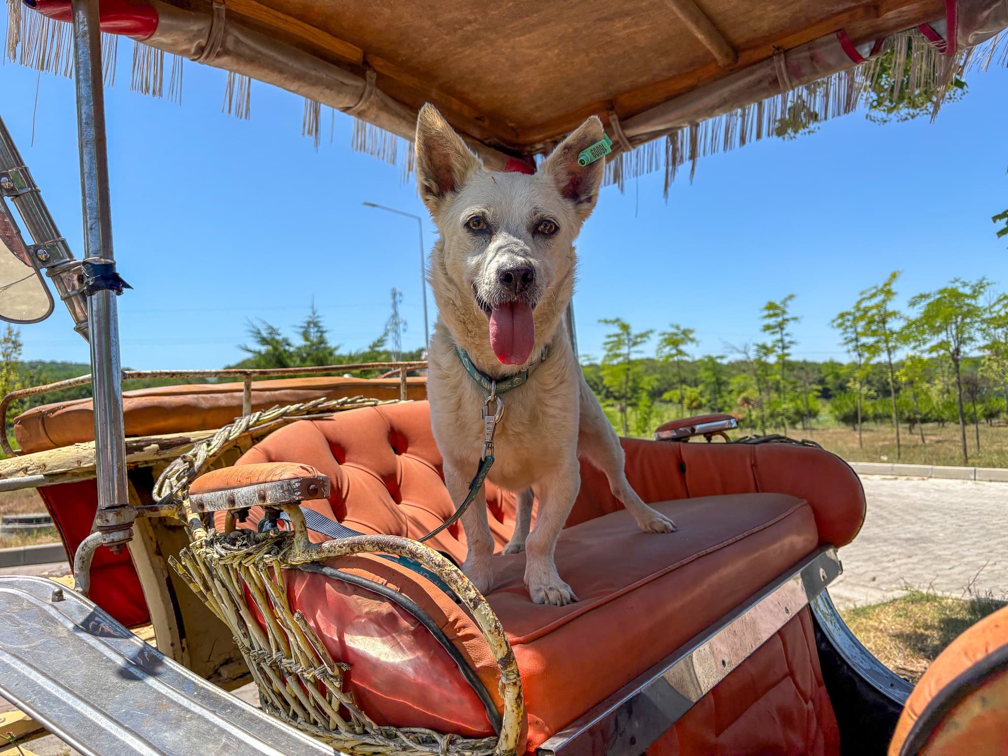 Badi Melez Köpek fotoğrafı