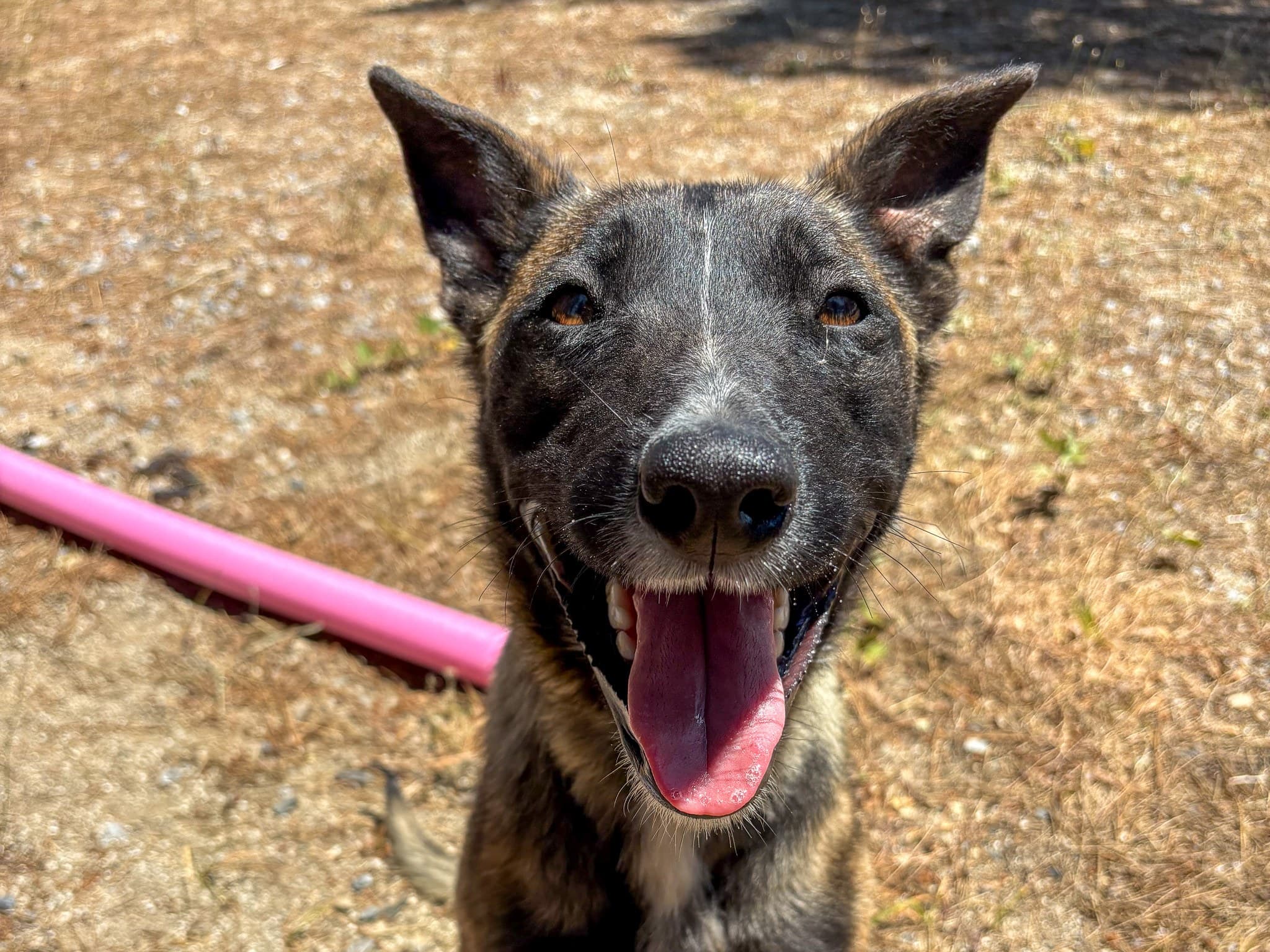 Croft Malinois Köpek fotoğrafı