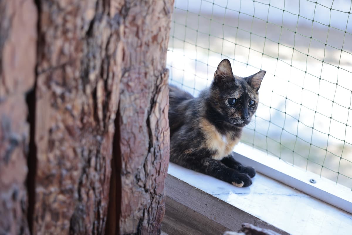İzmir Melez Kedi Melez Kedi, İzmir