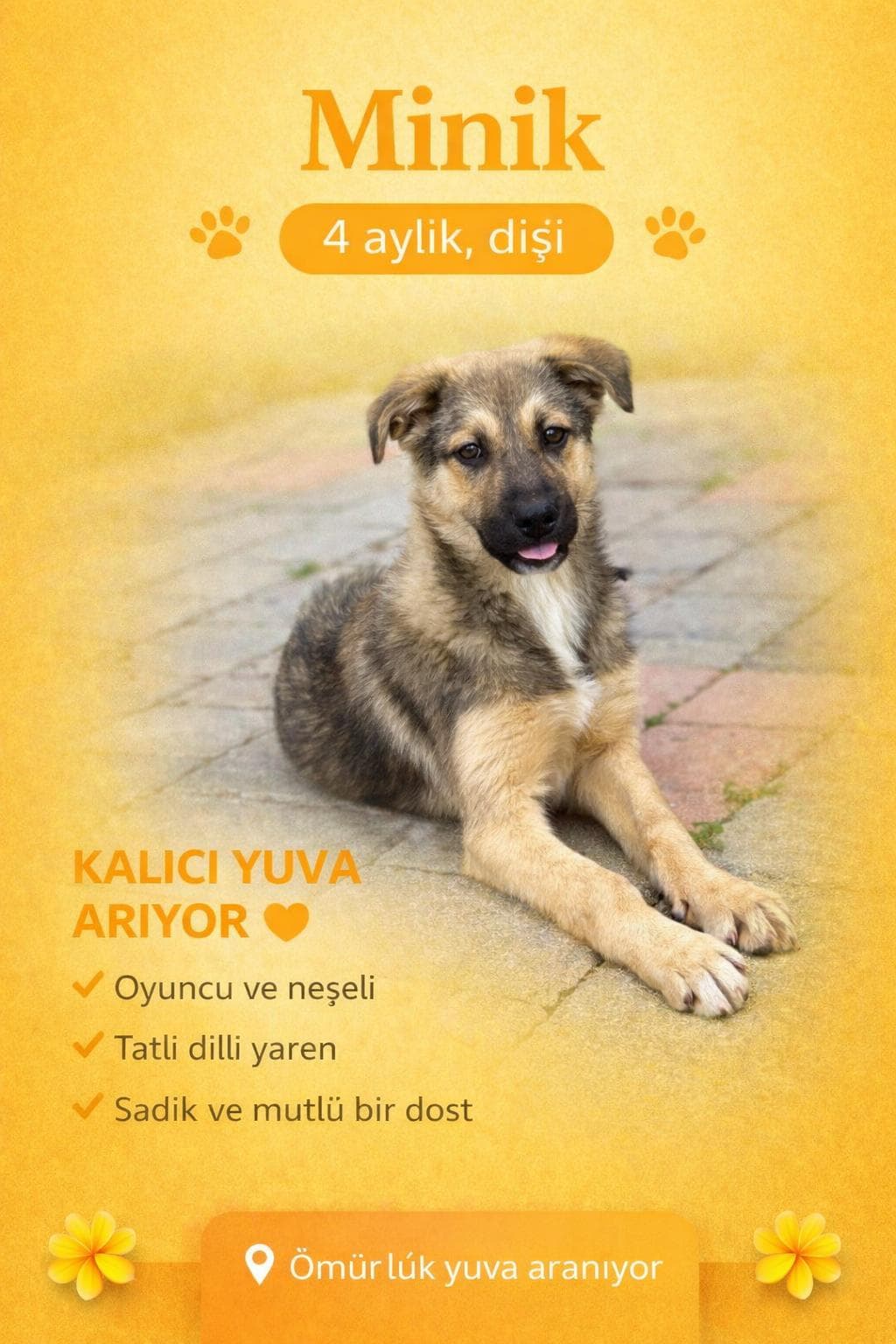 Merhaba, ben Minik! Melez Köpek, Izmir