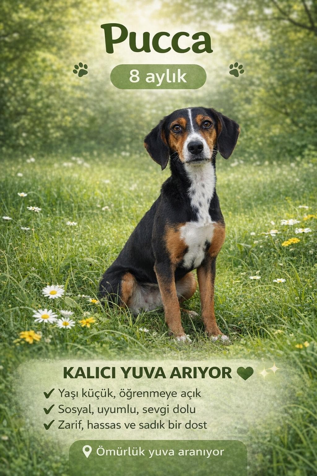Merhaba, ben Pucca 💚 Melez Köpek, Izmir