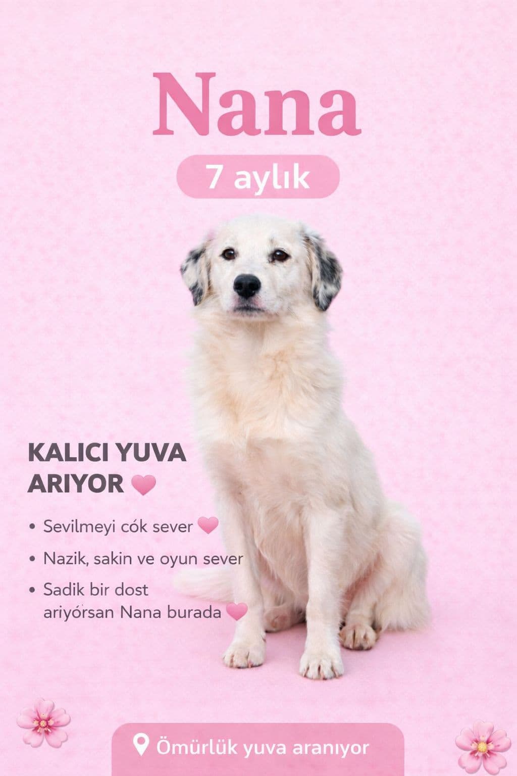 Merhaba, ben Nana 🌷 Melez Köpek, Izmir