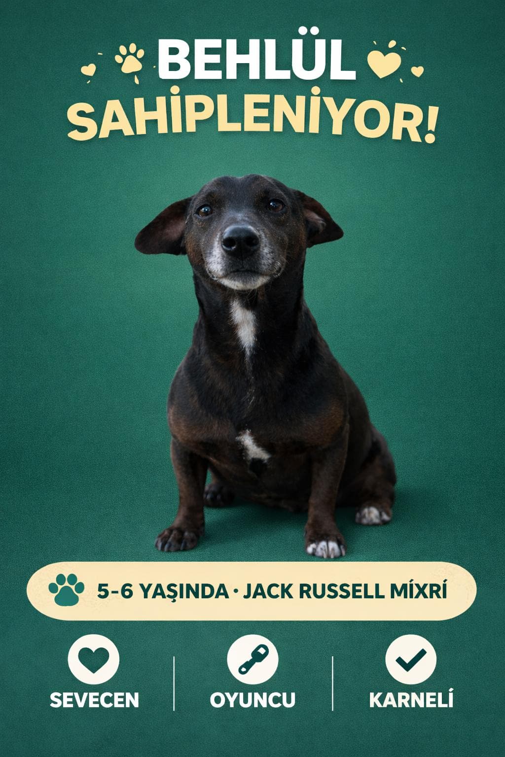 Merhaba! Benim adım Behlül 🌙🐶. Melez Köpek, Izmir
