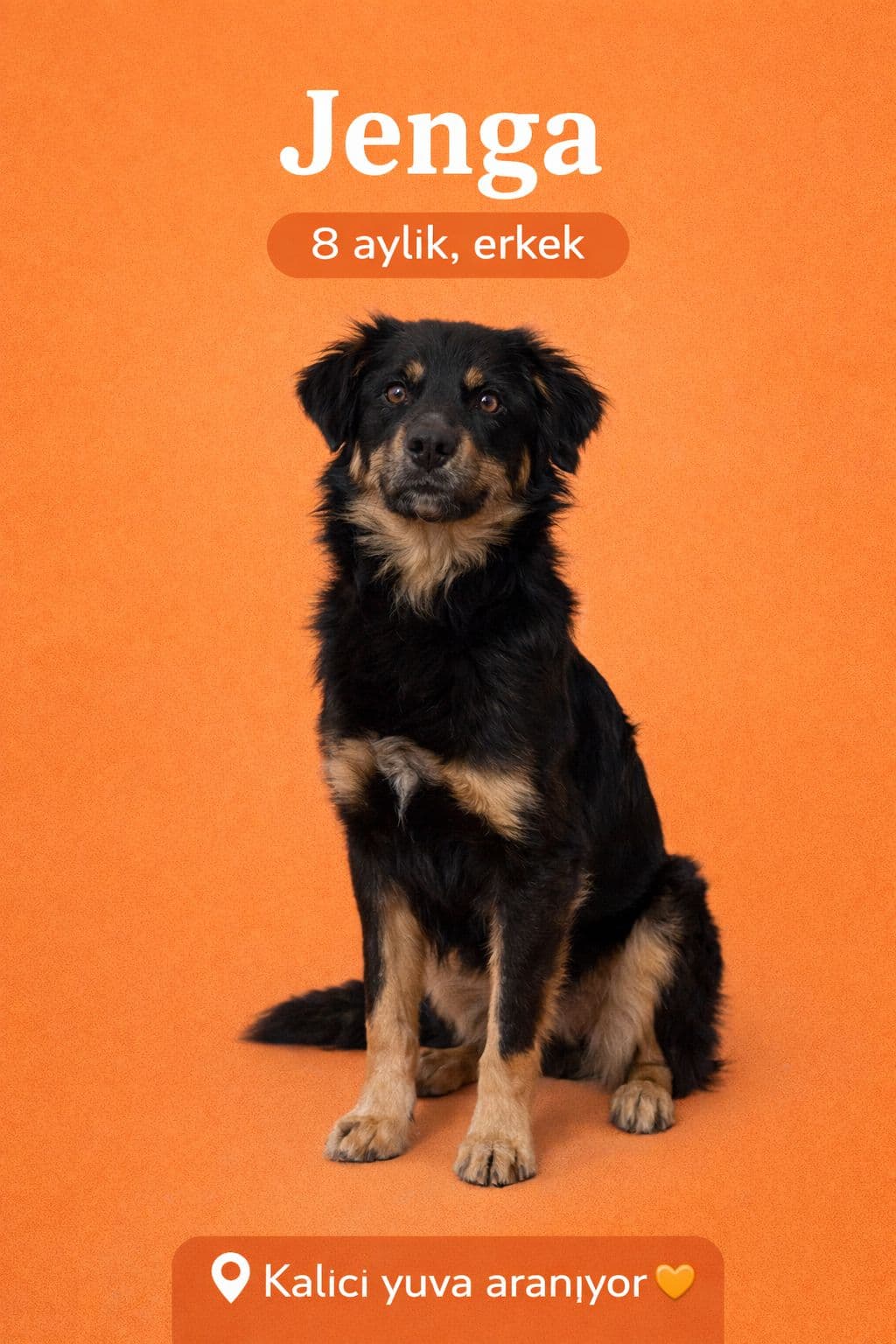 🐾 Jenga yuvasını arıyor 🐾 Melez Köpek, Izmir