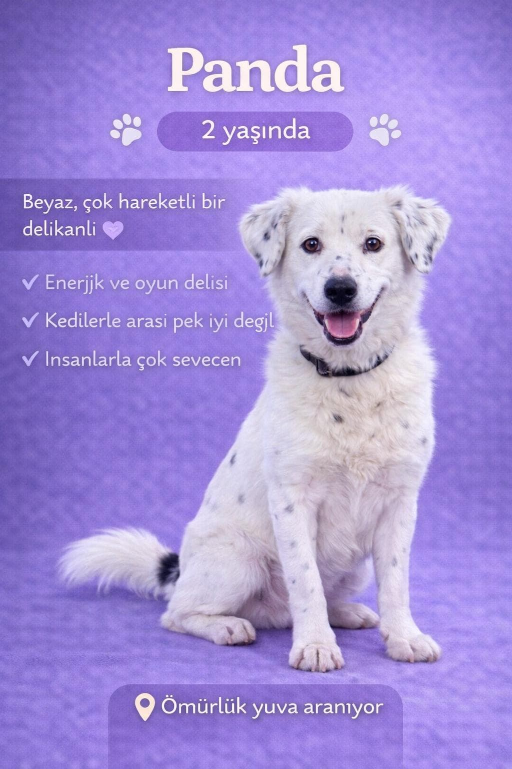 🐾 PANDA KALICI YUVASINI ARIYOR 🐾 Melez Köpek, Izmir