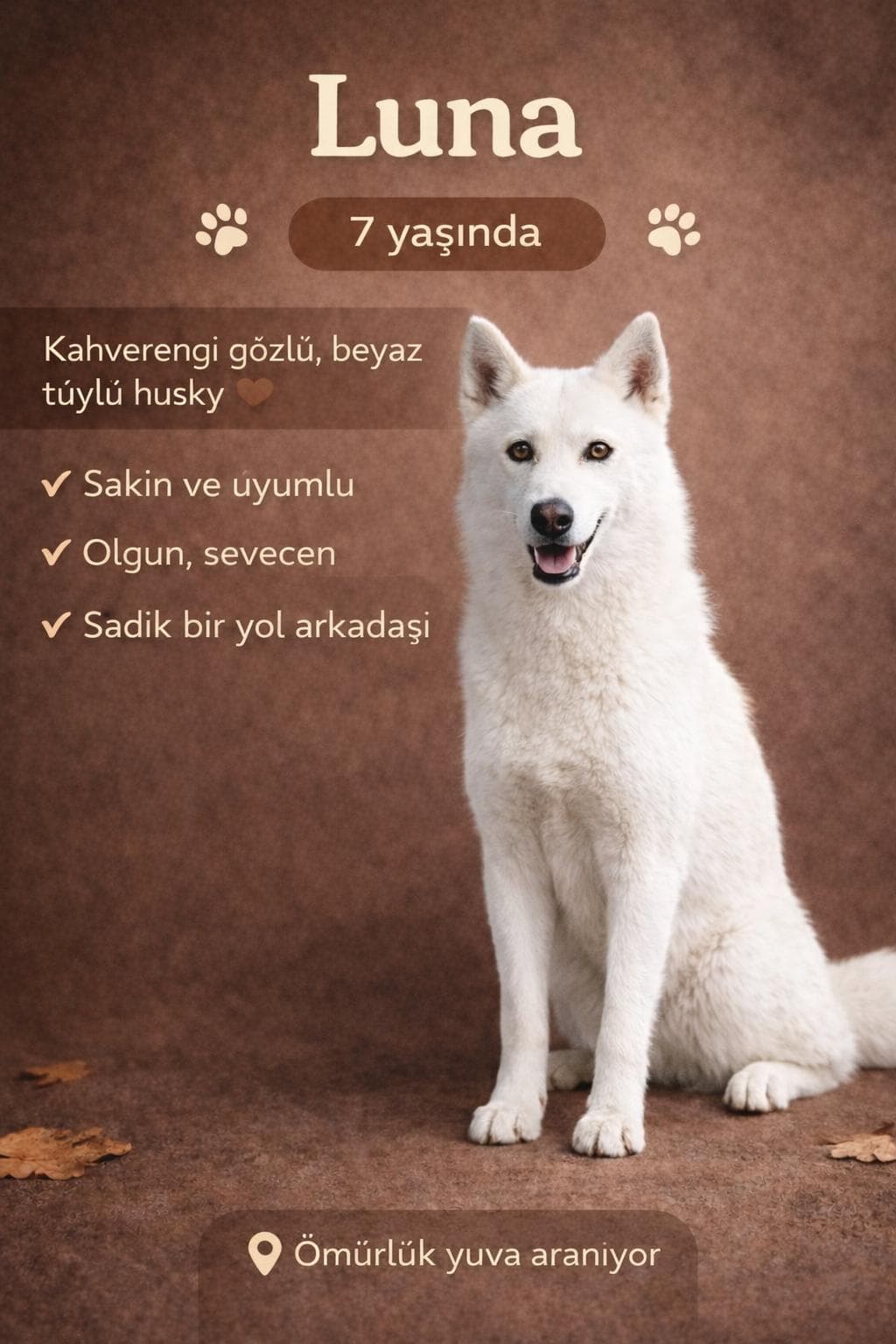Merhaba! Benim adım Luna 🌙🐶. Melez Köpek, Izmir