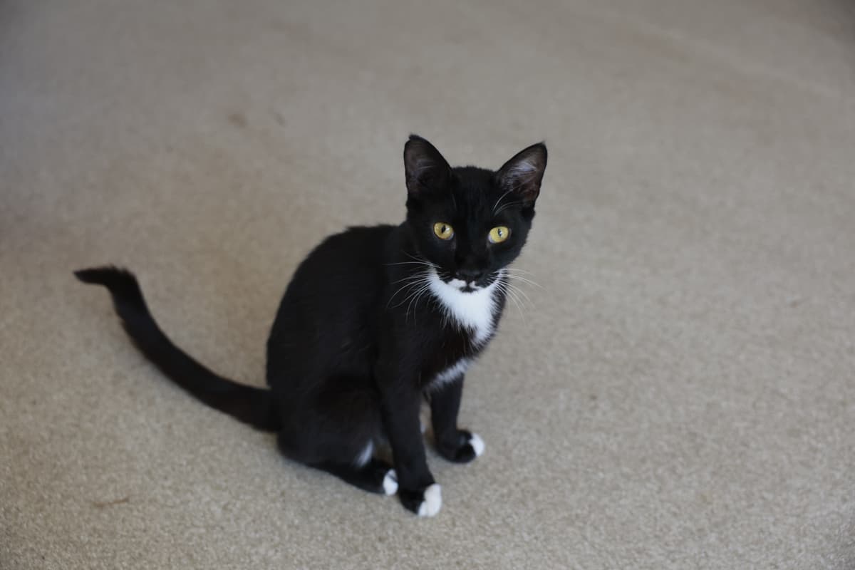 İzmir Melez Kedi Melez Kedi, İzmir