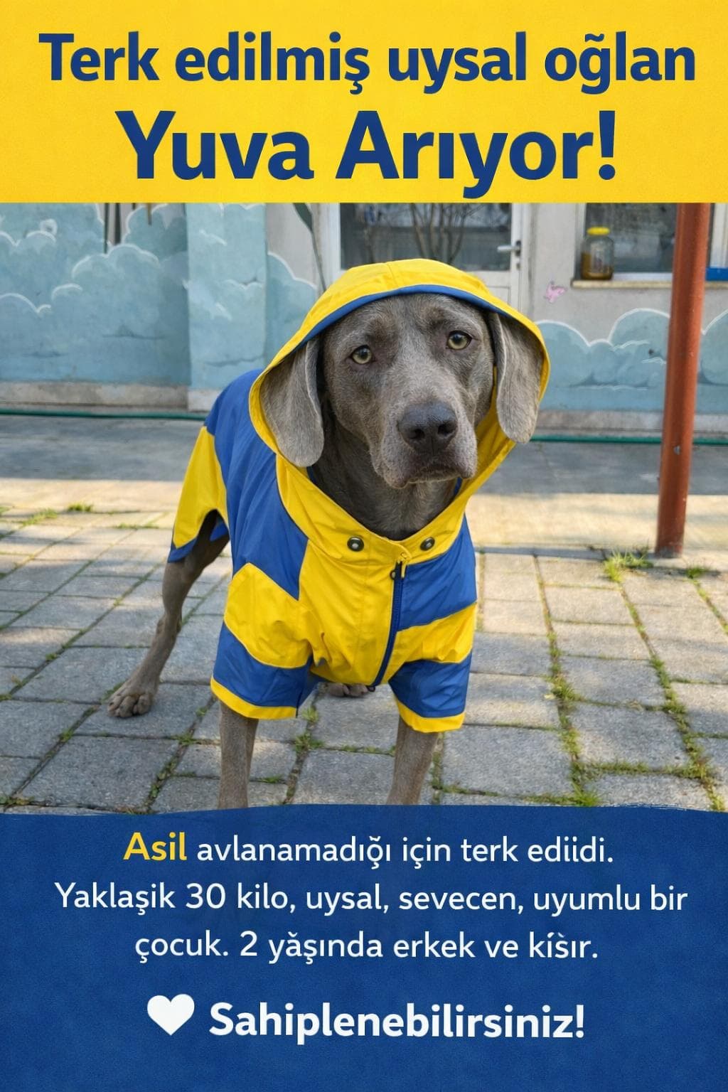 Merhaba! Benim adım Asil🌙🐶. Melez Köpek, Izmir