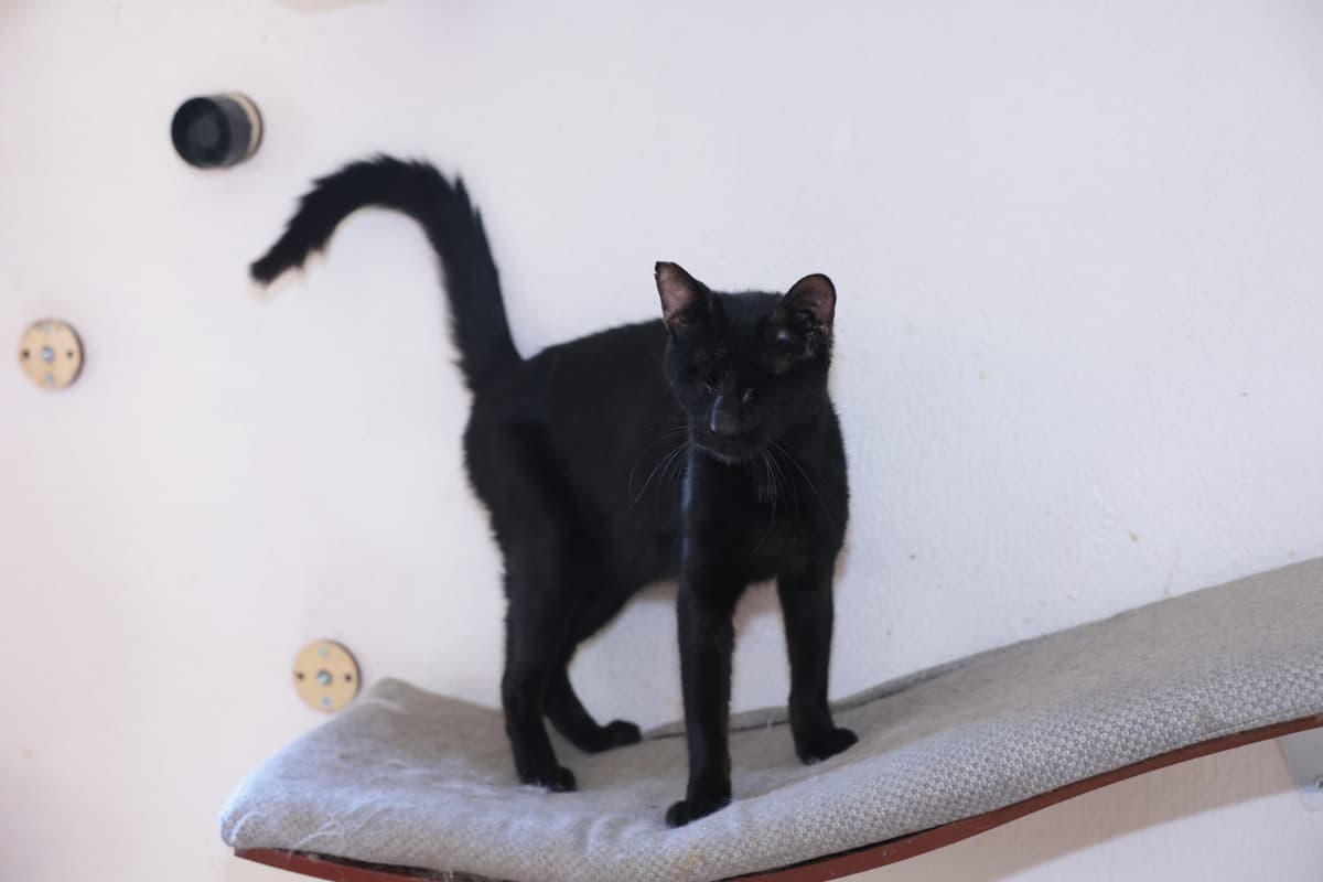 Ben Bıyık! Melez Kedi, İzmir