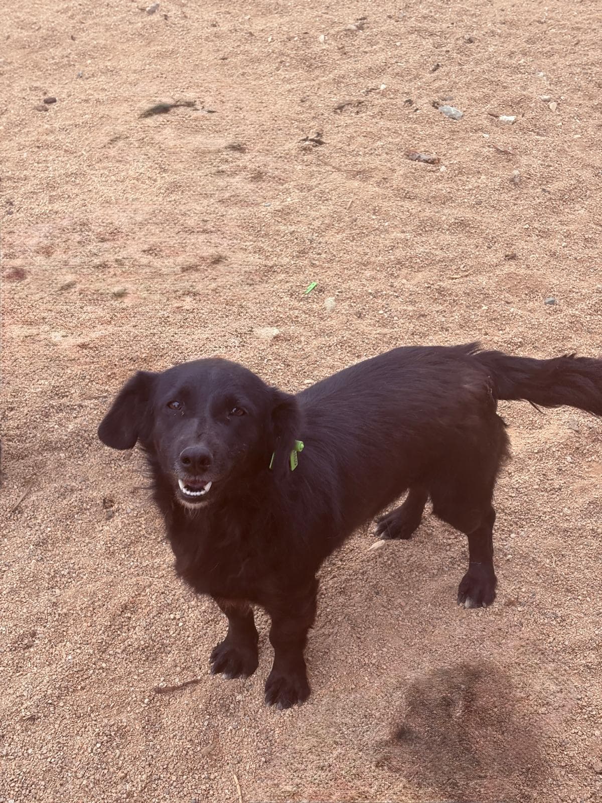 Lüleburgaz Melez Köpek Melez Köpek, Kırklareli