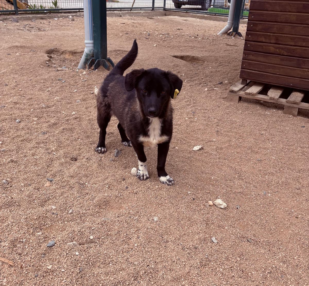 Lüleburgaz Melez Köpek Melez Köpek, Kırklareli