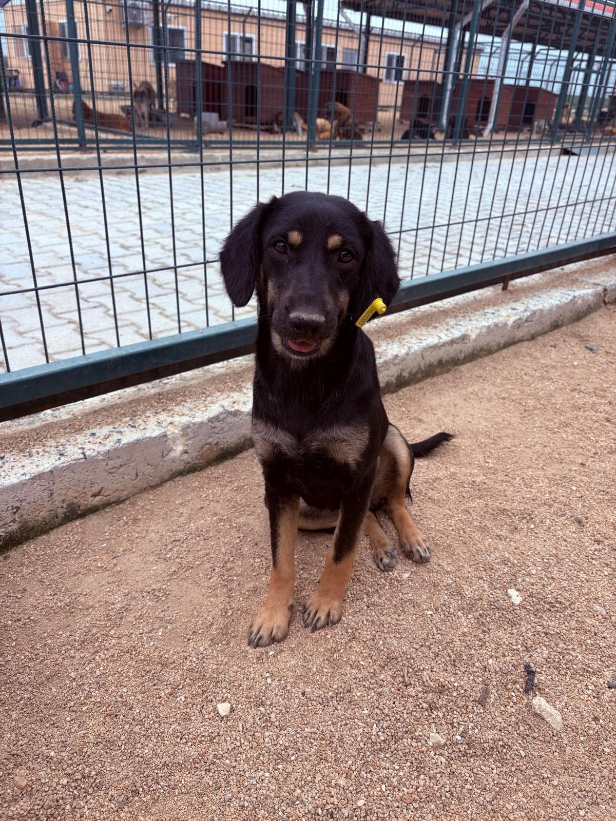 Lüleburgaz Melez Köpek Melez Köpek, Kırklareli