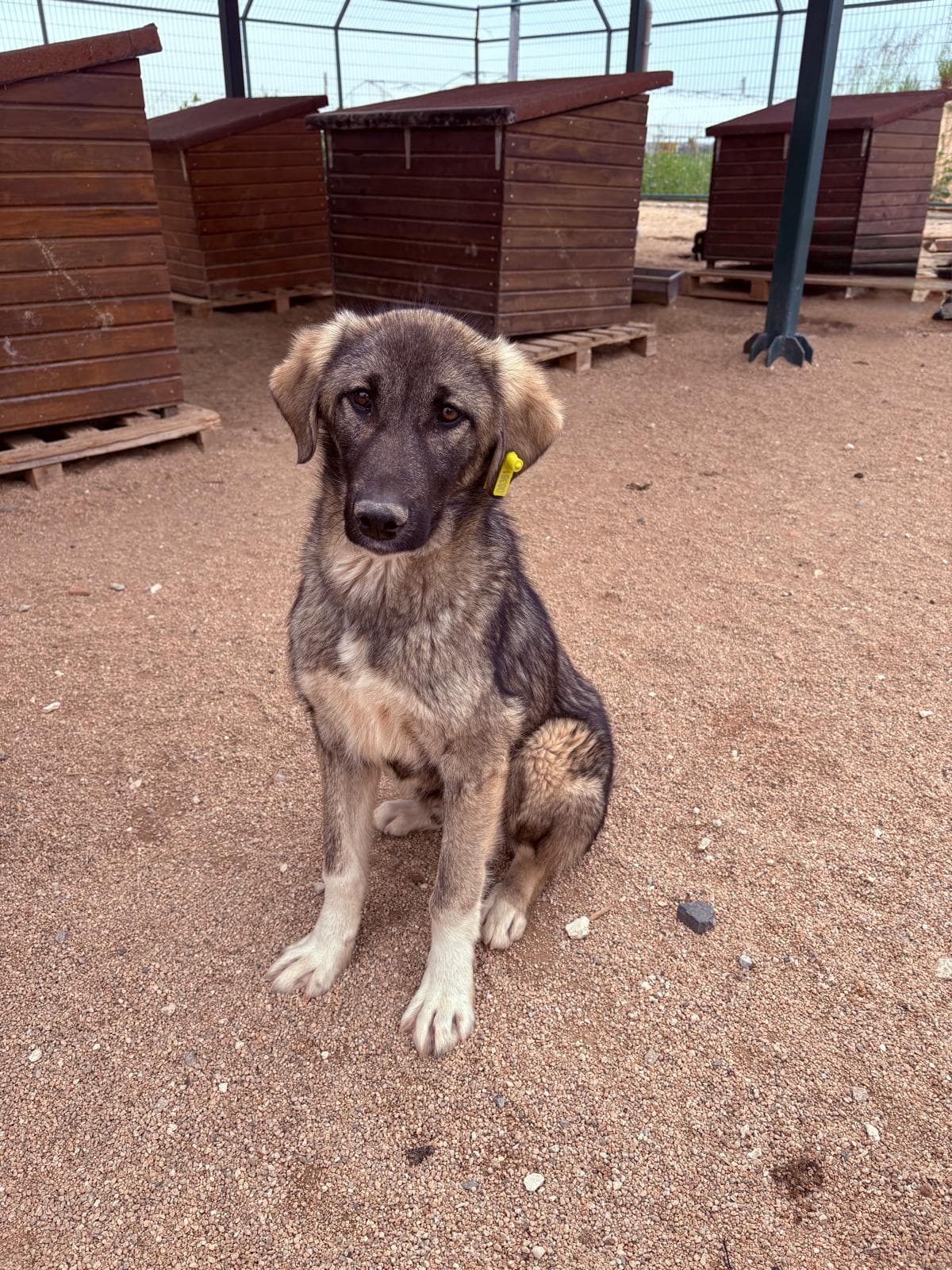 Lüleburgaz Melez Köpek Melez Köpek, Kırklareli