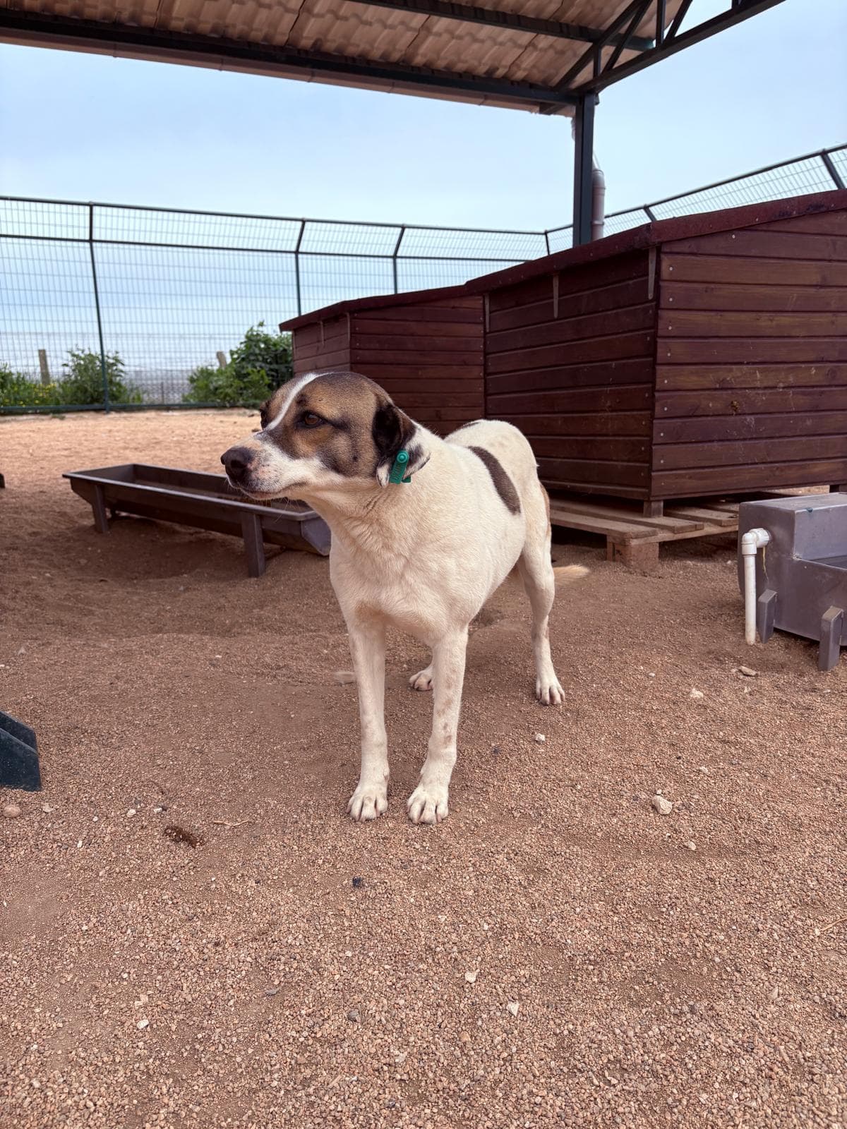 Lüleburgaz Melez Köpek Melez Köpek, Kırklareli