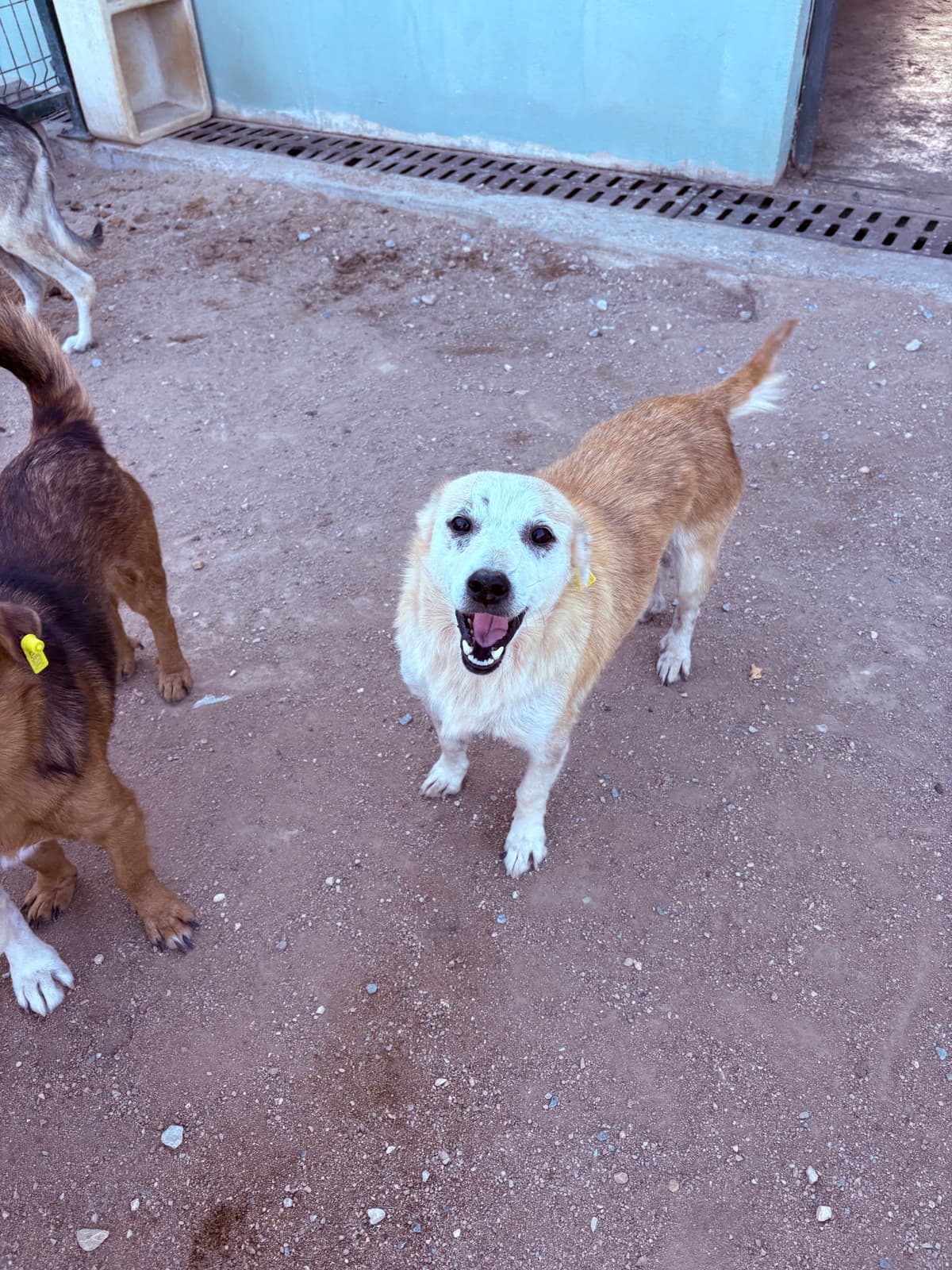 Dişi Melez Köpek, Kırklareli
