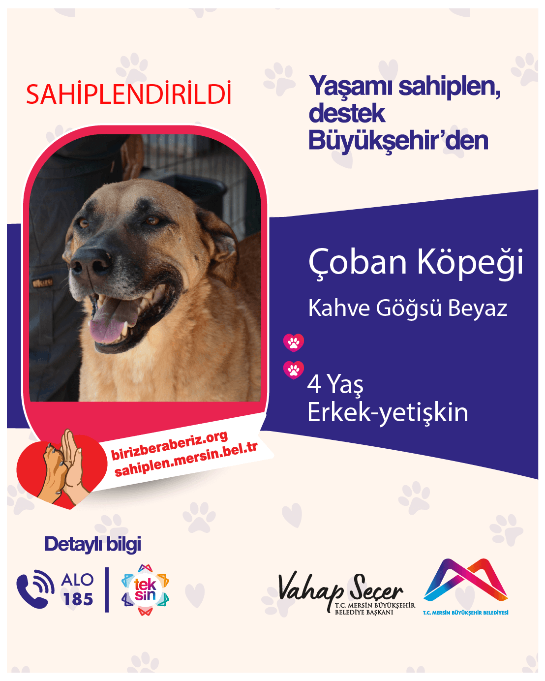 Çoban Köpeği Melez Köpek fotoğrafı