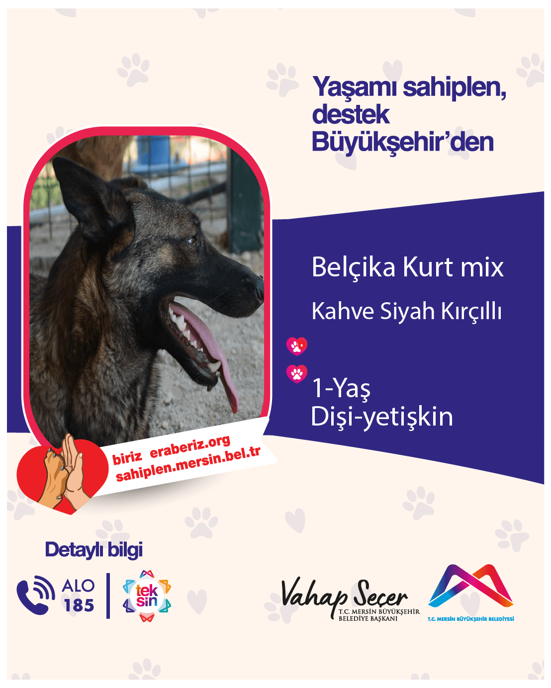BELÇİKA KURT MİX Melez Köpek fotoğrafı