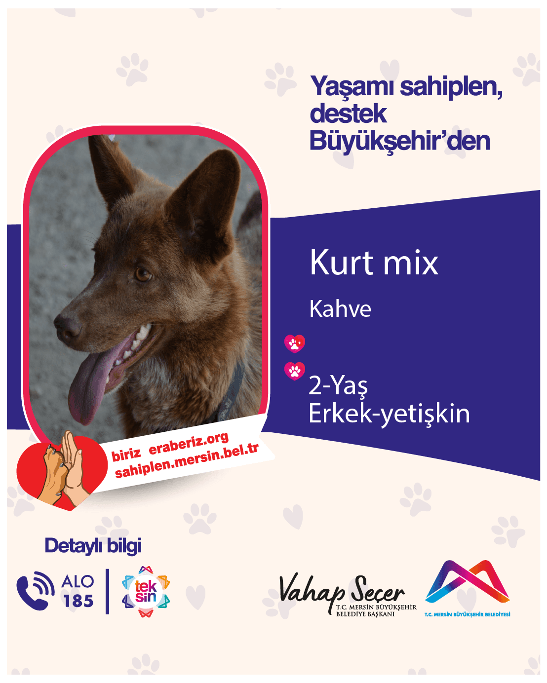 KURT MİX Melez Köpek fotoğrafı