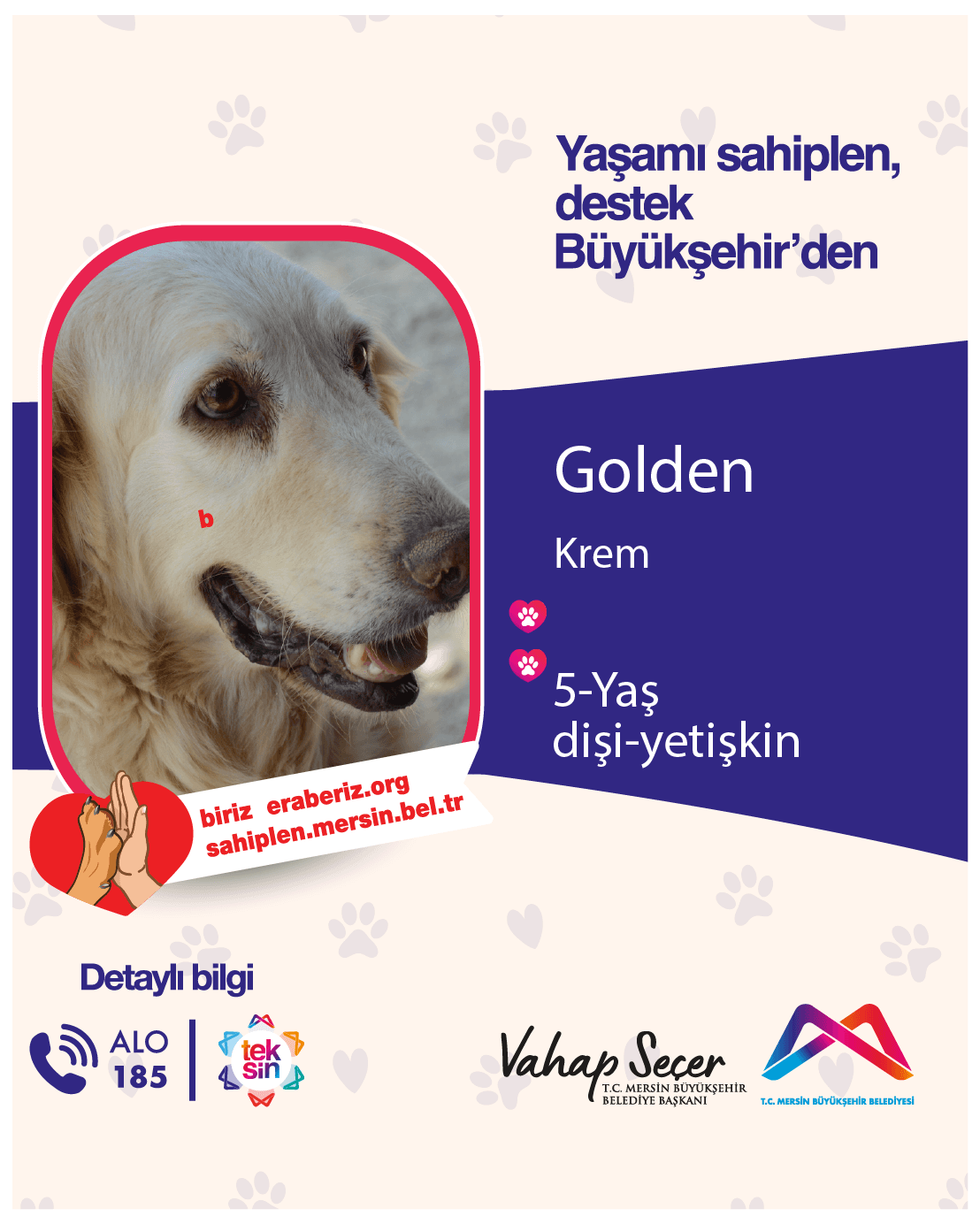GOLDEN Melez Köpek fotoğrafı