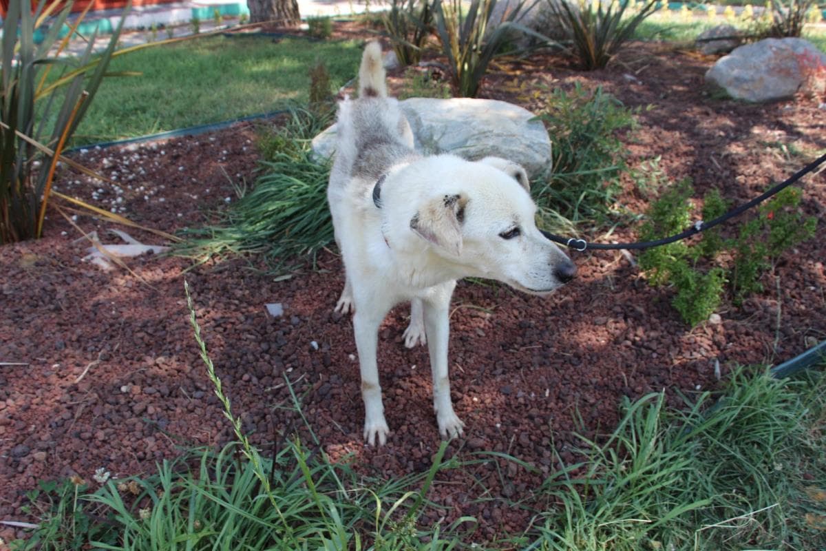 Nilufer Melez Köpek Melez Köpek, Bursa
